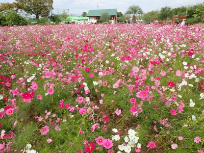 PA223068.jpg