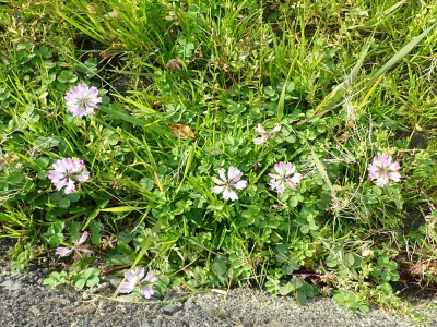 P1110530.jpg