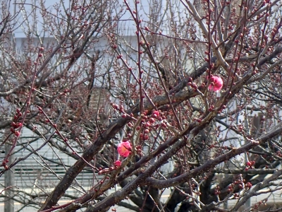 P1110532.jpg