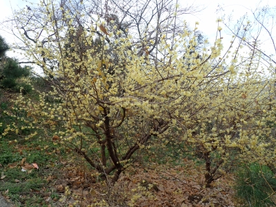 P1110538.jpg