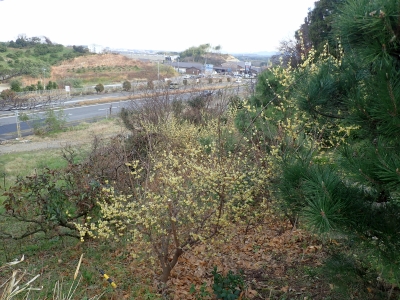 P1110541.jpg
