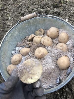 じゃがいもの植え付け のんびり家の日記