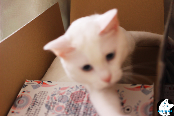 15090910.jpg