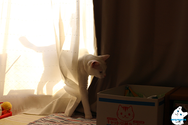 1509127.jpg