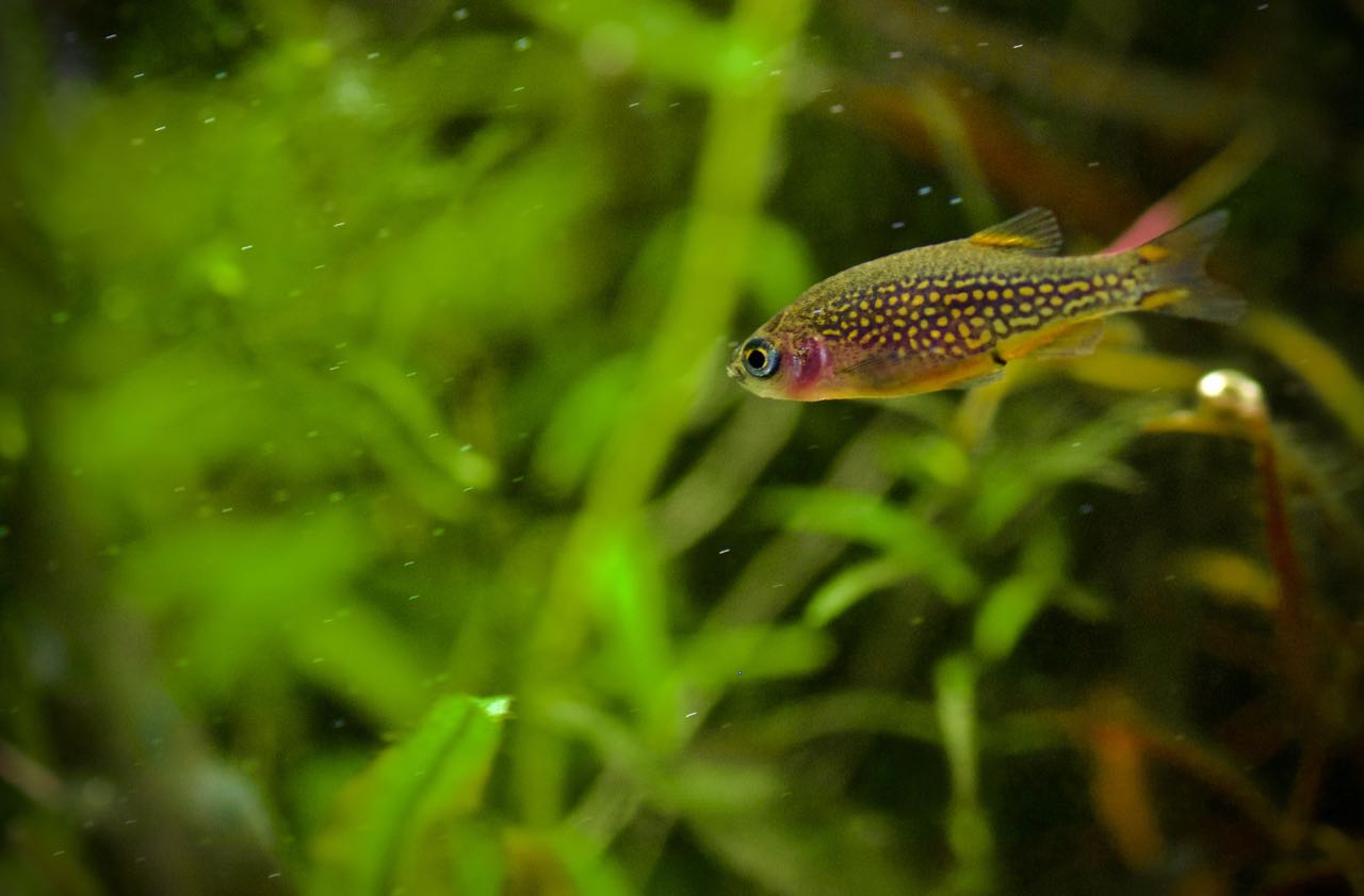 Microrasbora sp. Galaxy Hanabi