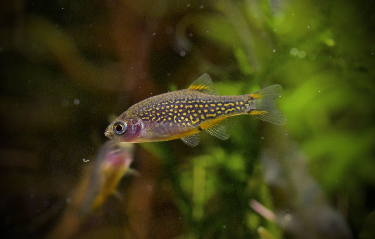 Microrasbora sp. Galaxy Hanabi