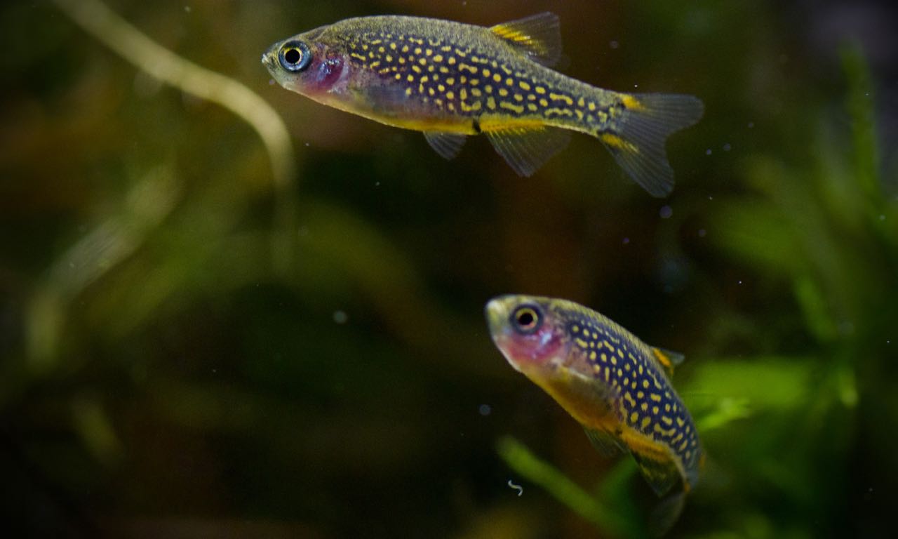 Microrasbora sp. Galaxy Hanabi