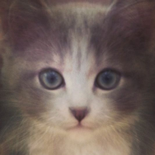 猫の平均顔 average face of cats
