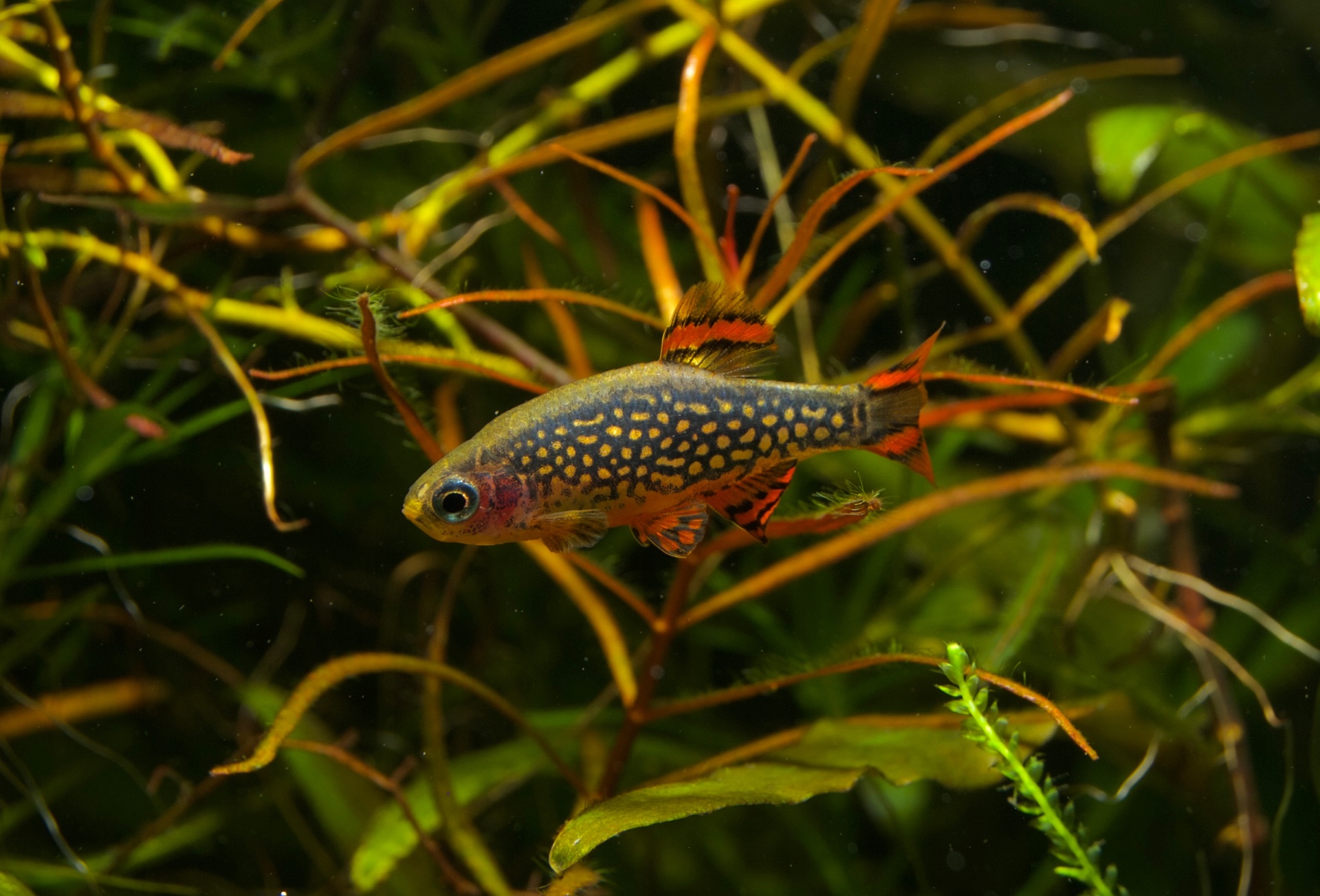Microrasbora sp. Galaxy Hanabi