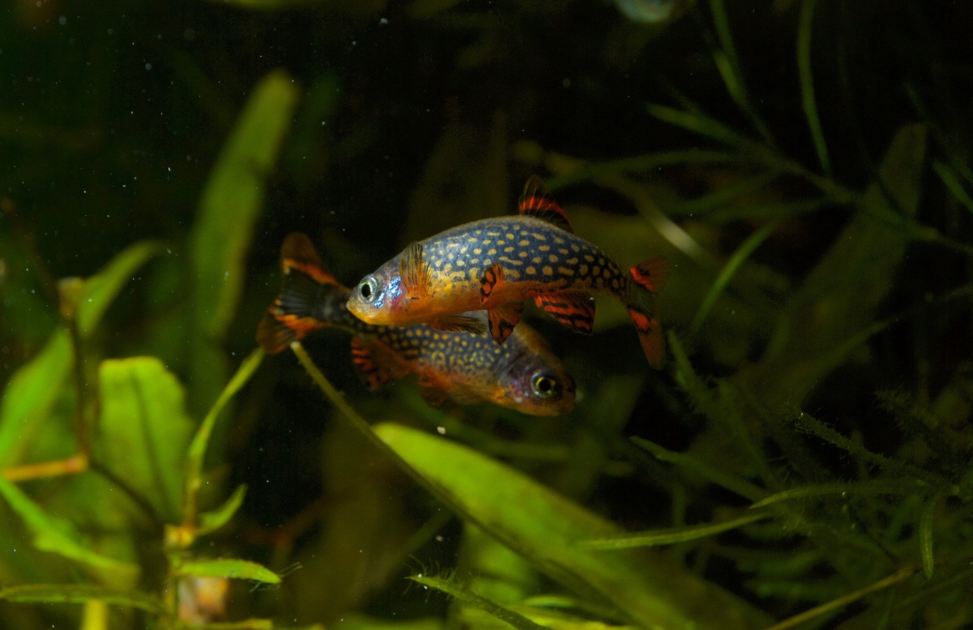 Microrasbora sp. Galaxy Hanabi