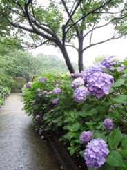 雨の日の紫陽花