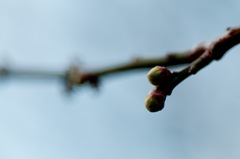 花の蕾