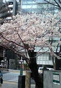 道玄坂上の今日の桜