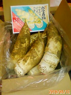 京都産白子筍
