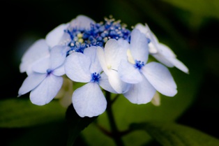 紫陽花