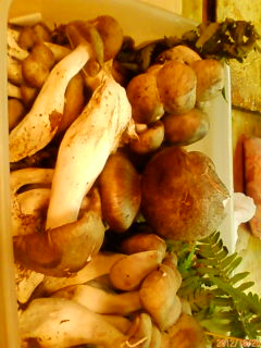 F1000050.jpg