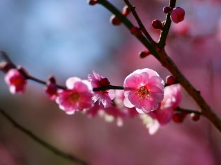 梅の花