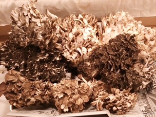 天然舞茸
