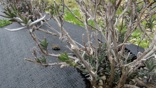 20160301_4.jpg