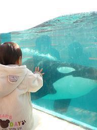 シャチと摩峰