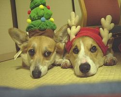 ちょっと早いクリスマス。