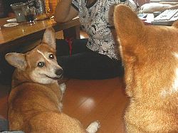 ぬはははぁ!ワタシが怪獣セリごん。にこ家乗っ取り実行中♪