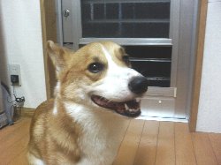 エヘエヘ♪ オレ、元気!ナンダゼ!