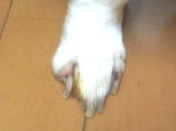ここ。ワカルか? ハゲハゲなんダゼ!