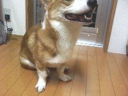 ナンカ、落ちてコンかナァ〜。野菜デモ、エエなぁ。