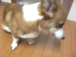 アカン・・。かぁちゃん、ヒゲ先生と約束したんヤテ。