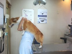 ヤダ!ヤダヤダ!! 言うことナンカ聞けヘンっ!!