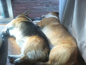 グーーーーzzz