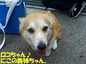 ロコは、おとーさんと参加しました! みな、凶暴でした。