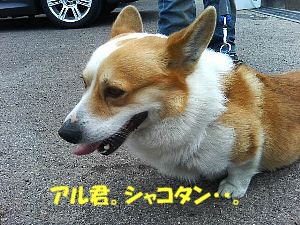 ナディアさんはアル君にいっつも引っ張られてます。