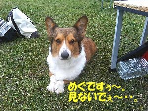 めぐはぁ・・・。大人だから大人しいの!そっとしておいて!