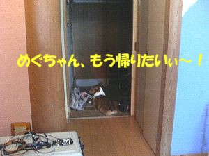 めぐちゃんは、帰りたいのっ!!プンっ!!