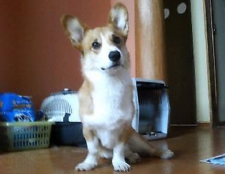 カァチャン、ヨンダカ?