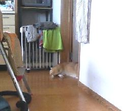 ハナシカケナイデクレ・・ダゼ。