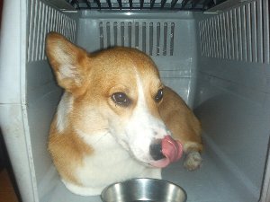 ベロぉ〜ン、ナンダゼ。