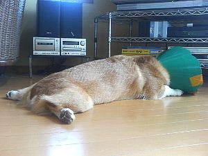 なんか、デカっ!