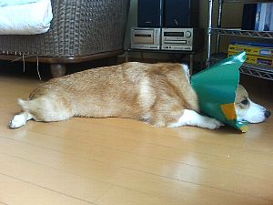 あ。ツチノコ・・。