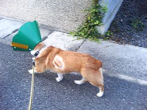 てってけてぇ〜。