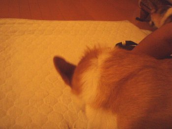 はぁ。疲れた・・。