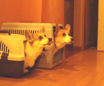 ナンカ、ハウスに入れたゼ!