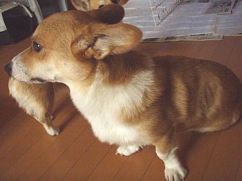タダで見るのか?