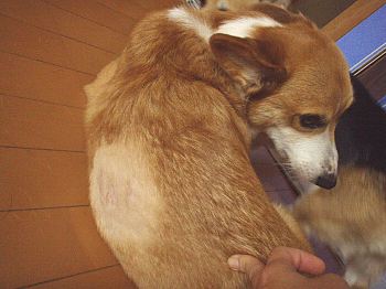 ダカラ! タダで見せるノハいやじゃっ!