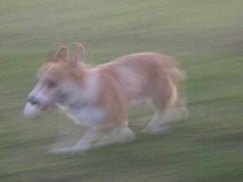 忍者だっ!赤影だっ!!