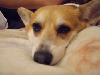 撃沈です・・zzz。