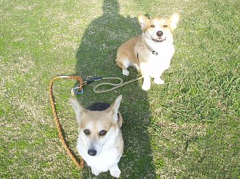 影(陰)のボスと2コーギー。