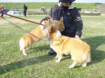 ハナのいいミリセリ。さすがめざとい。